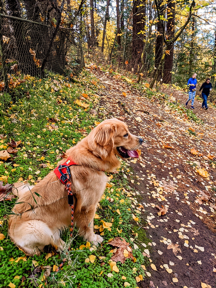 Golden retriever hot sale gear