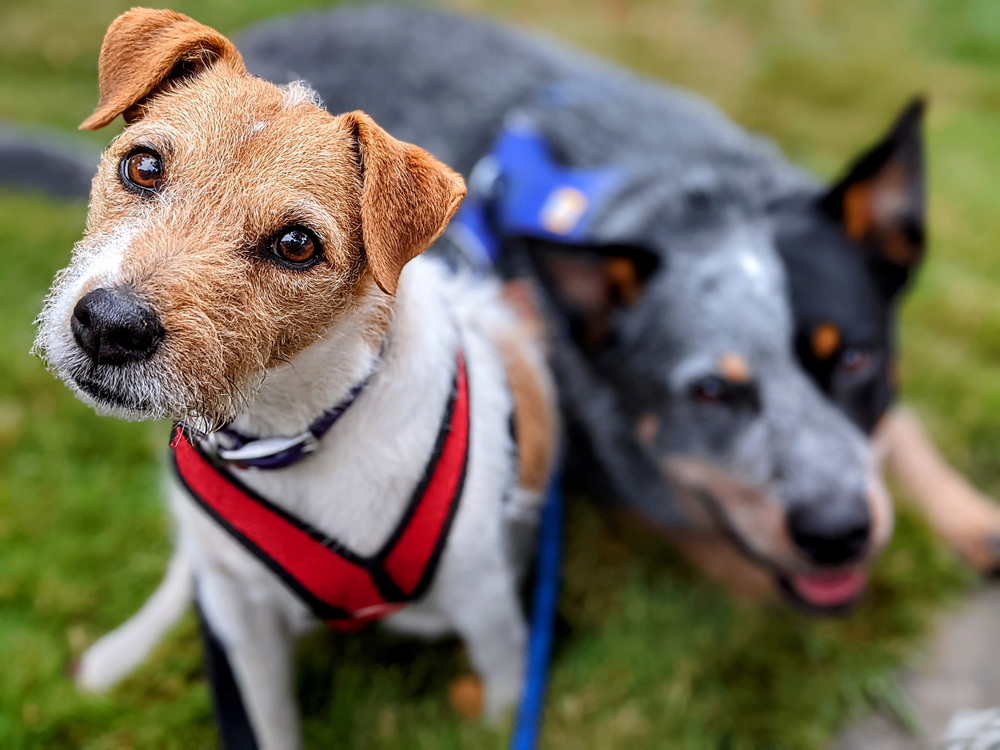 Pooch Patrol 🐶 Dog Toys & Treats for Anxious Dogs