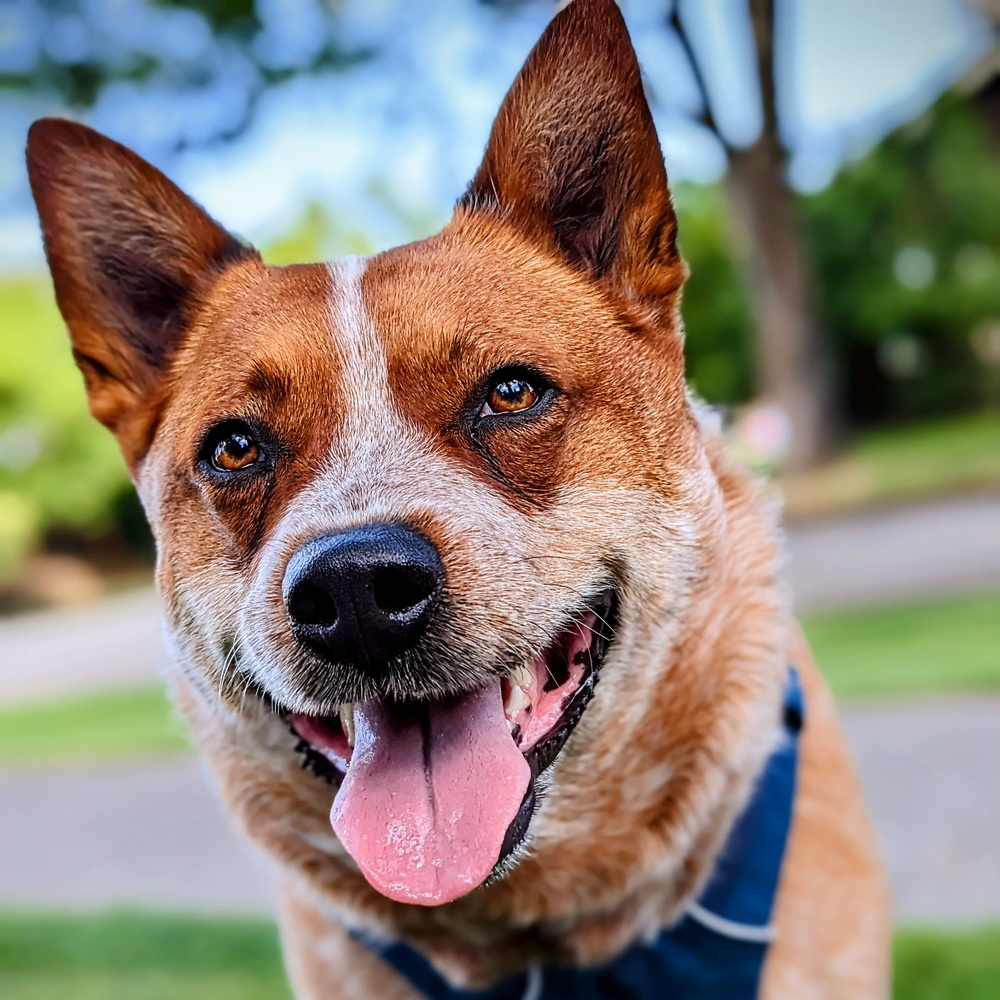 Pooch Patrol 🐶 Handsome Hank | Dog Boarding: Overnight