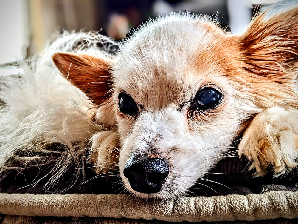 Shelter Dogs of Portland: BABY HAMSTERS - nice easy little pets