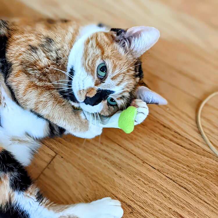 kitty5_2